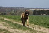 BULLMASTIFF 400